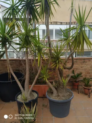 Planta Juca Grande 3mts de altura Diámetro 75 cm