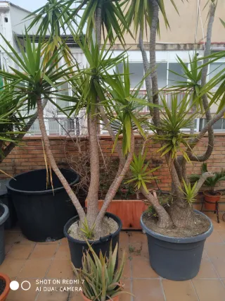 Planta Juca Grande 3mts de altura Diámetro 75 cm