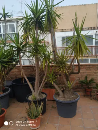 Planta Juca Grande 3mts de altura Diámetro 75 cm
