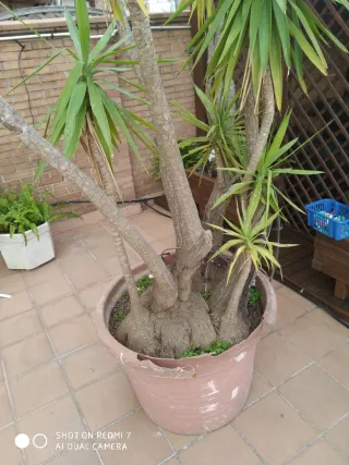 Planta Juca Grande 3mts de altura Diámetro 75 cm