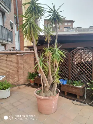 Planta Juca Grande 3mts de altura Diámetro 75 cm
