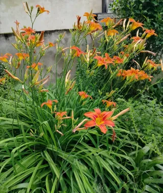 Hemerocallis fulva