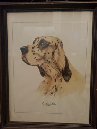 Quadro vintage Setter inglese
