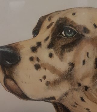 Quadro vintage Setter inglese