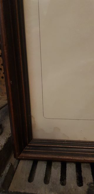 Quadro vintage Setter inglese