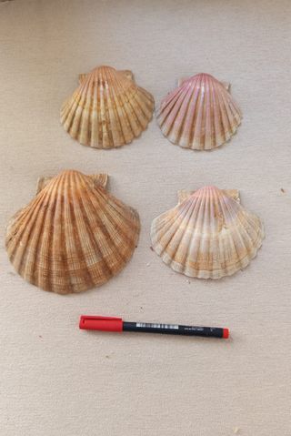 Cocina a 0,50€ y 1€