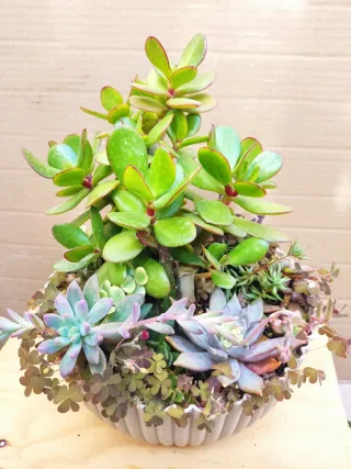 Mini jardín Árbol del Dinero  +variedad plantas