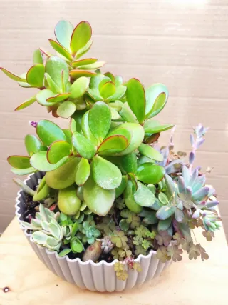 Mini jardín Árbol del Dinero  +variedad plantas