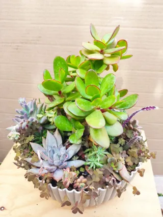 Mini jardín Árbol del Dinero  +variedad plantas