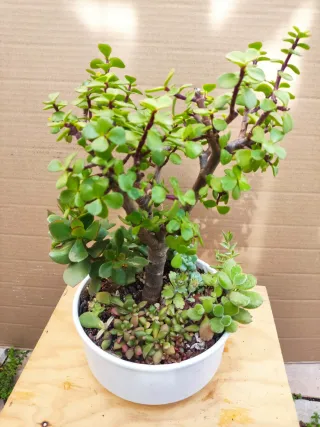 Mini jardín Árbol de las monedas+ variedad plantas
