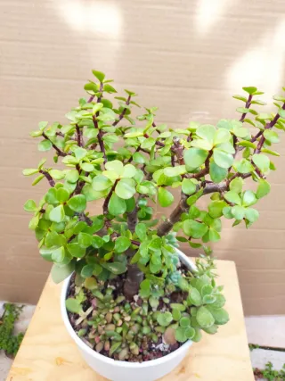 Mini jardín Árbol de las monedas+ variedad plantas