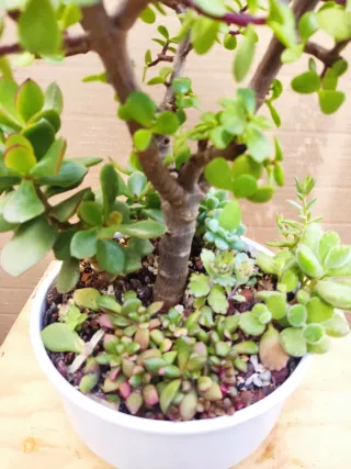 Mini jardín Árbol de las monedas+ variedad plantas