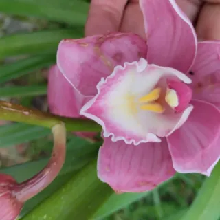 4 Mudas de Orquídeas