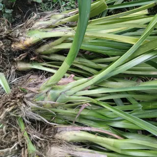 4 Mudas de Orquídeas