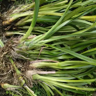 4 Mudas de Orquídeas