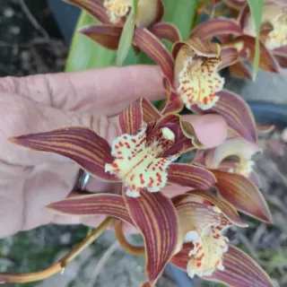 4 Mudas de Orquídeas