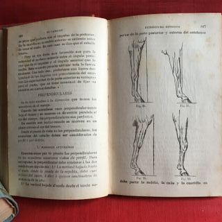 Trattato di Ippologia: Il Cavallo di Santini 1898