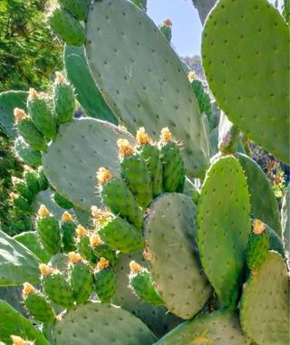 Paleta de higo chumbo cactus