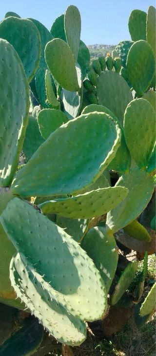 Paleta de higo chumbo cactus