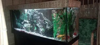 4 Acuarios 100L con mesa y peces