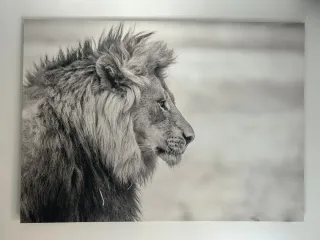 Lienzo decorativo león blanco y negro