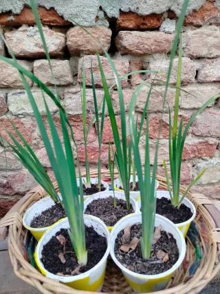 Iris orientalis