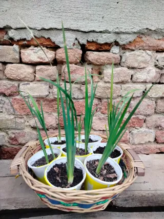Iris orientalis