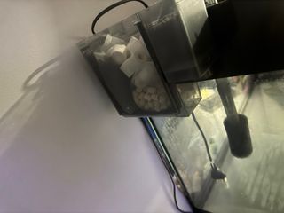 Pecera negra y multicolor