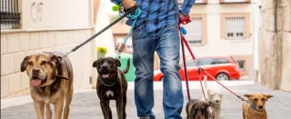 Paseador de perros profesional