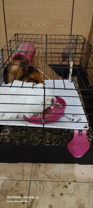 OFERTA HOY!! Jaula para cobayas
