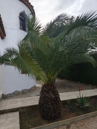 Palmera decorativa