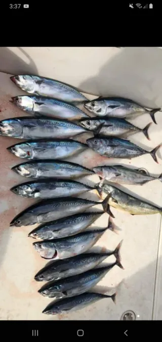 Salidas de pesca en barco