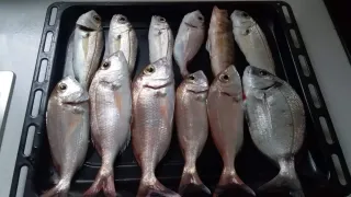 Salidas de pesca en barco