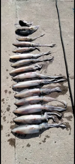 Salidas de pesca en barco