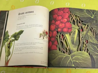 El herbario de las hadas (Spanish Edition)