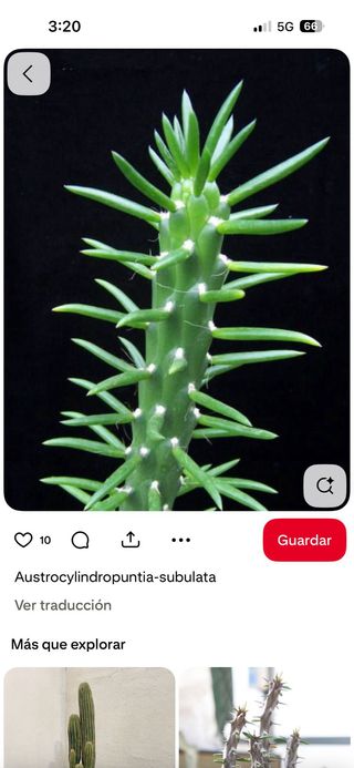 Cactus Alfileres de Eva