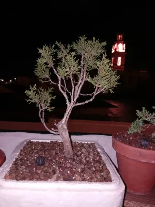 Bonsái Sabina yamadori