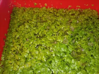 Lentejas de agua para acuario o estanque