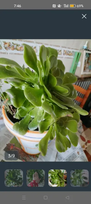 Planta Suculenta Grande