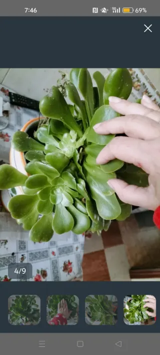 Planta Suculenta Grande