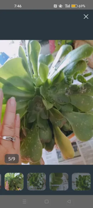 Planta Suculenta Grande