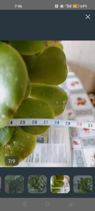 Planta Suculenta Grande