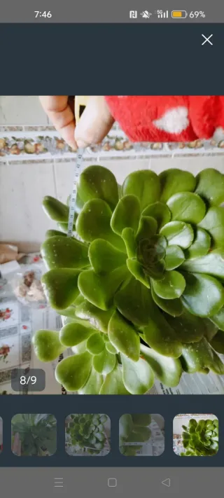 Planta Suculenta Grande