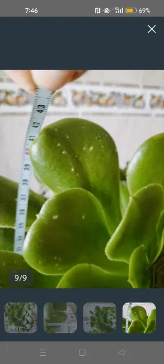 Planta Suculenta Grande