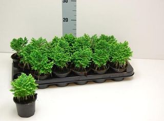 Selaginella Martensi Jori planta terrario