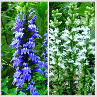 3 Piante Lobelia Siphylitica Blu e Bianche