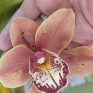 5 Mudas de Orquídeas sem flor