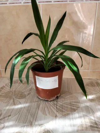 Planta Yuca (Árbol)