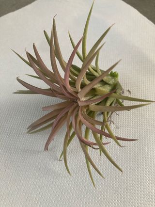 Tillandsia ionantha