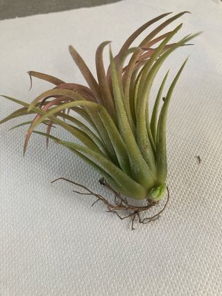 Tillandsia ionantha
